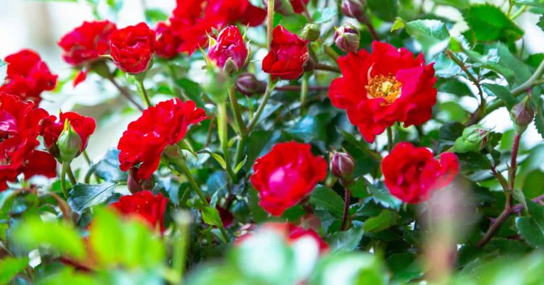 A doze bright red rose blooms of It's A Breeze