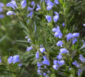 Rosemary shrub, light purple flowers against dark evergreen leaves