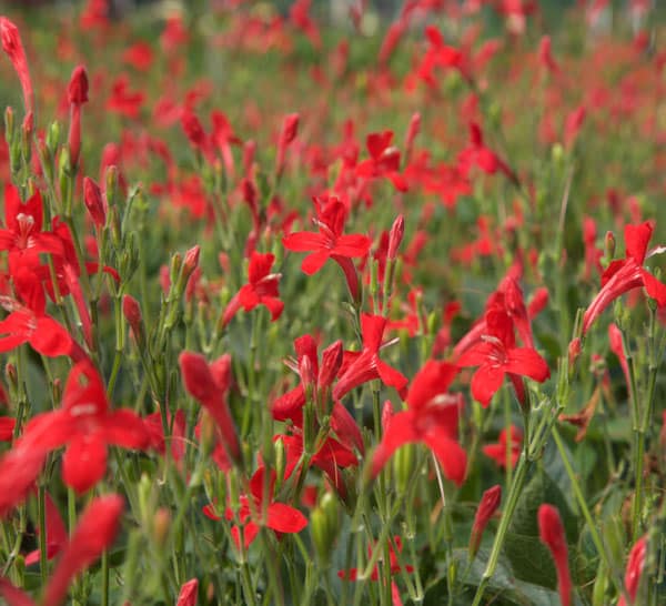 Ruellia Ragin Cajun Bloom Power X21A1421