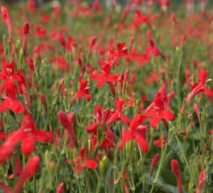 Rajun Cajun Blooms, bright red blooms with green oak like leaves