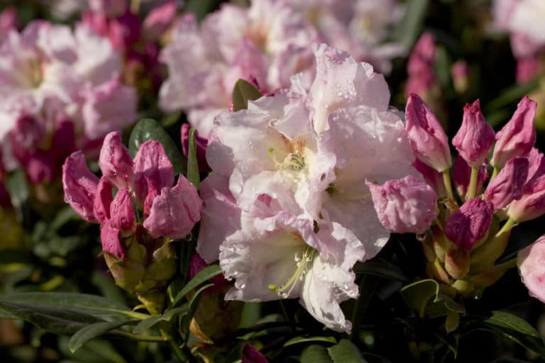 Medium pink buds and light pink flowers sit atop large green leaved foliage