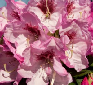 Medium pink buds and light pink flowers sit atop large green leaved foliage