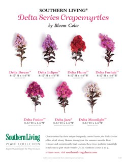 Delta Series Crapemyrtles