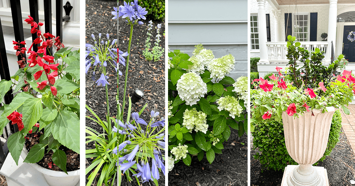 red white and bloom plants collage