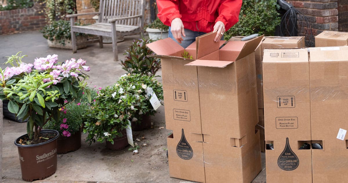 Hands unboxing delivery boxes of Southern Living plants