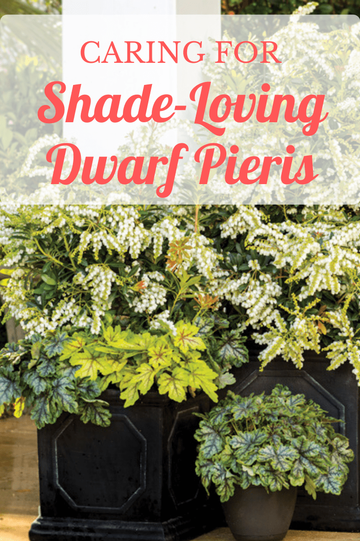 Dwarf shrub with white flowers from Southern Living in container garden