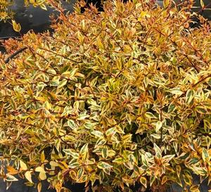 Abelia Suntastic Peach plant