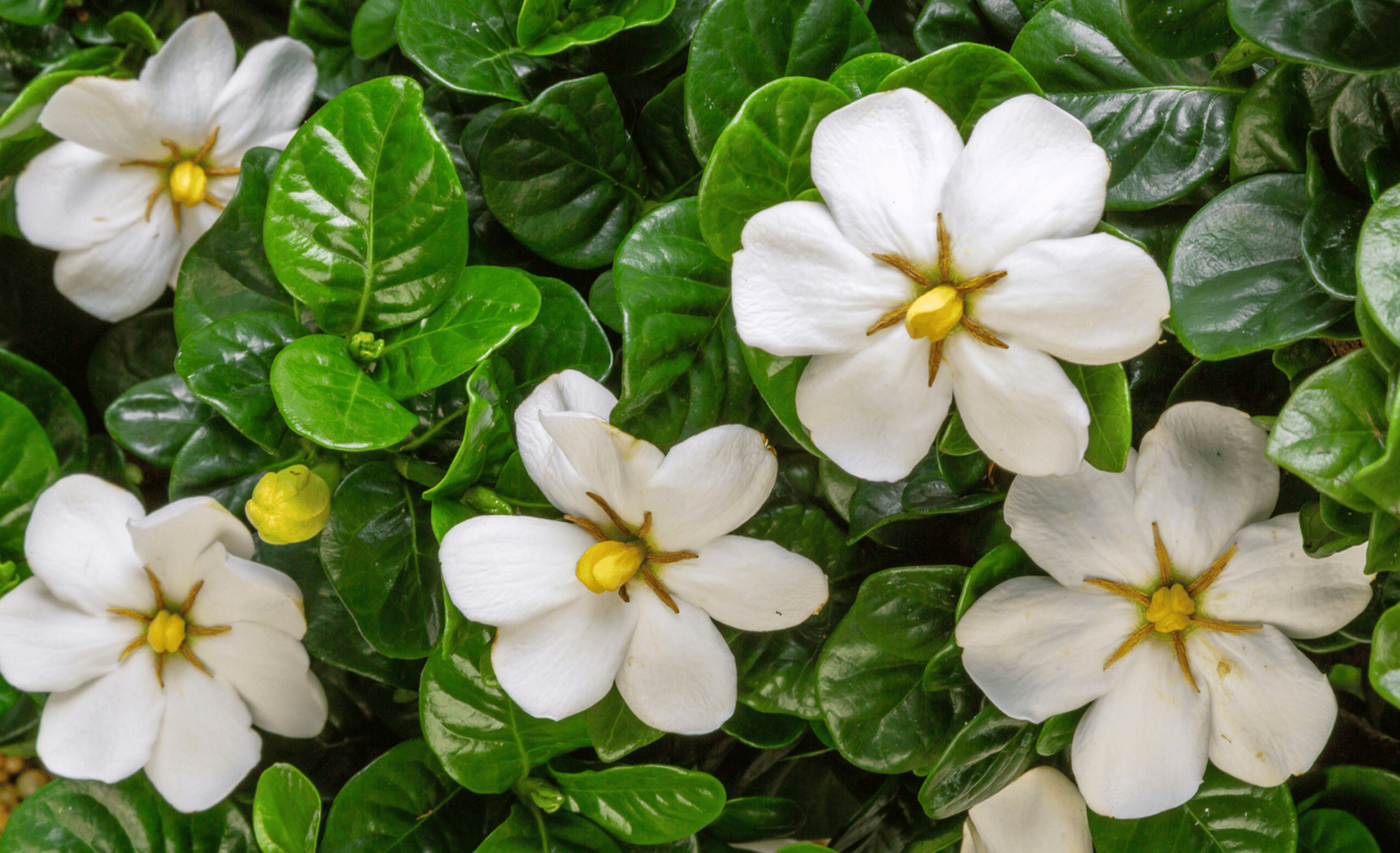 Close-up of several white gardenia blooms with glossy, dark green leaves. The flowers are open, with creamy petals and golden-yellow centers, surrounded by lush, dense foliage.