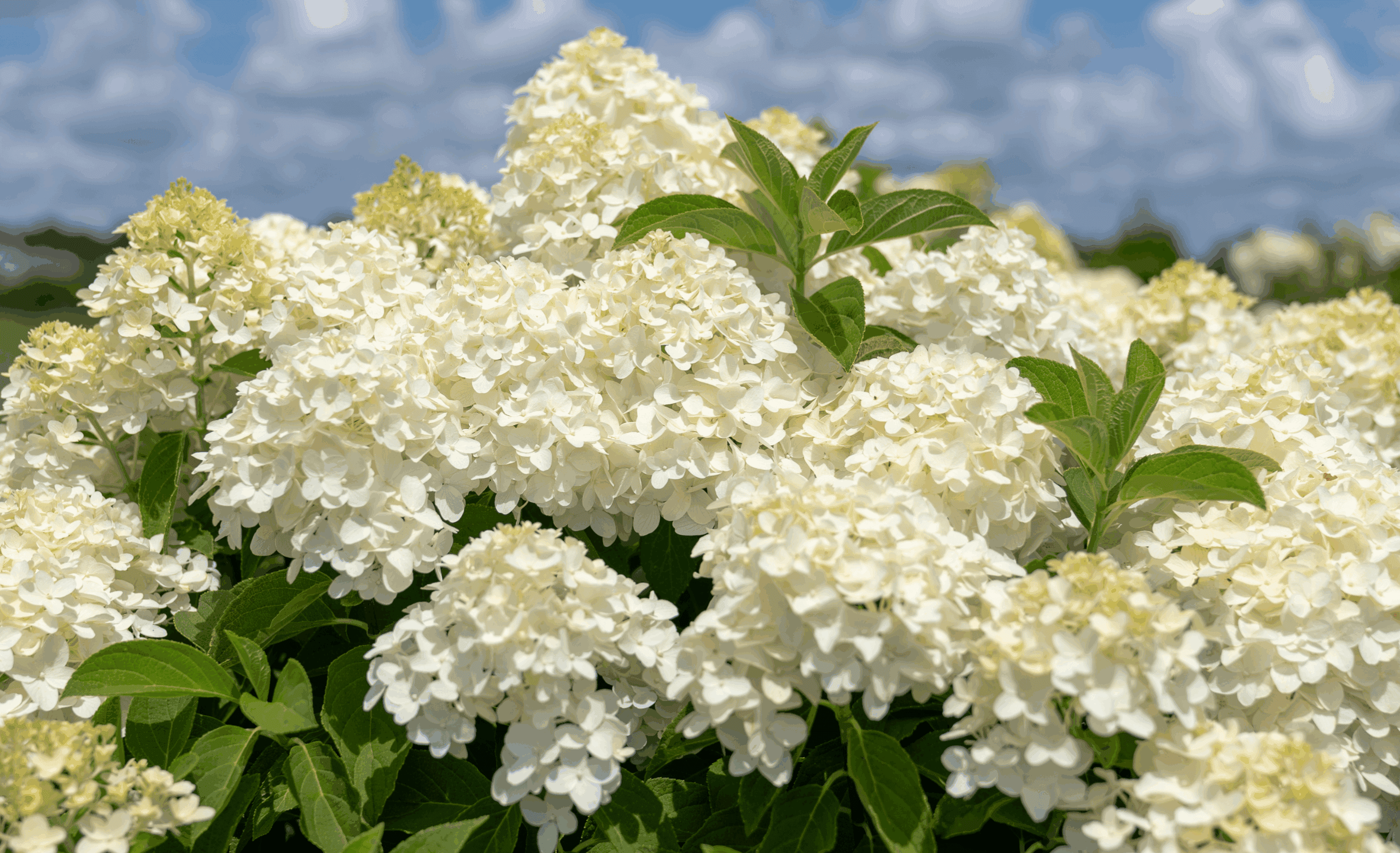 Large clusters of creamy white panicle hydrangea blooms, identified as White Wedding® Hydrangea, in full sun against a blue sky with scattered clouds. The flowers are dense and cone-shaped, supported by vibrant green foliage.