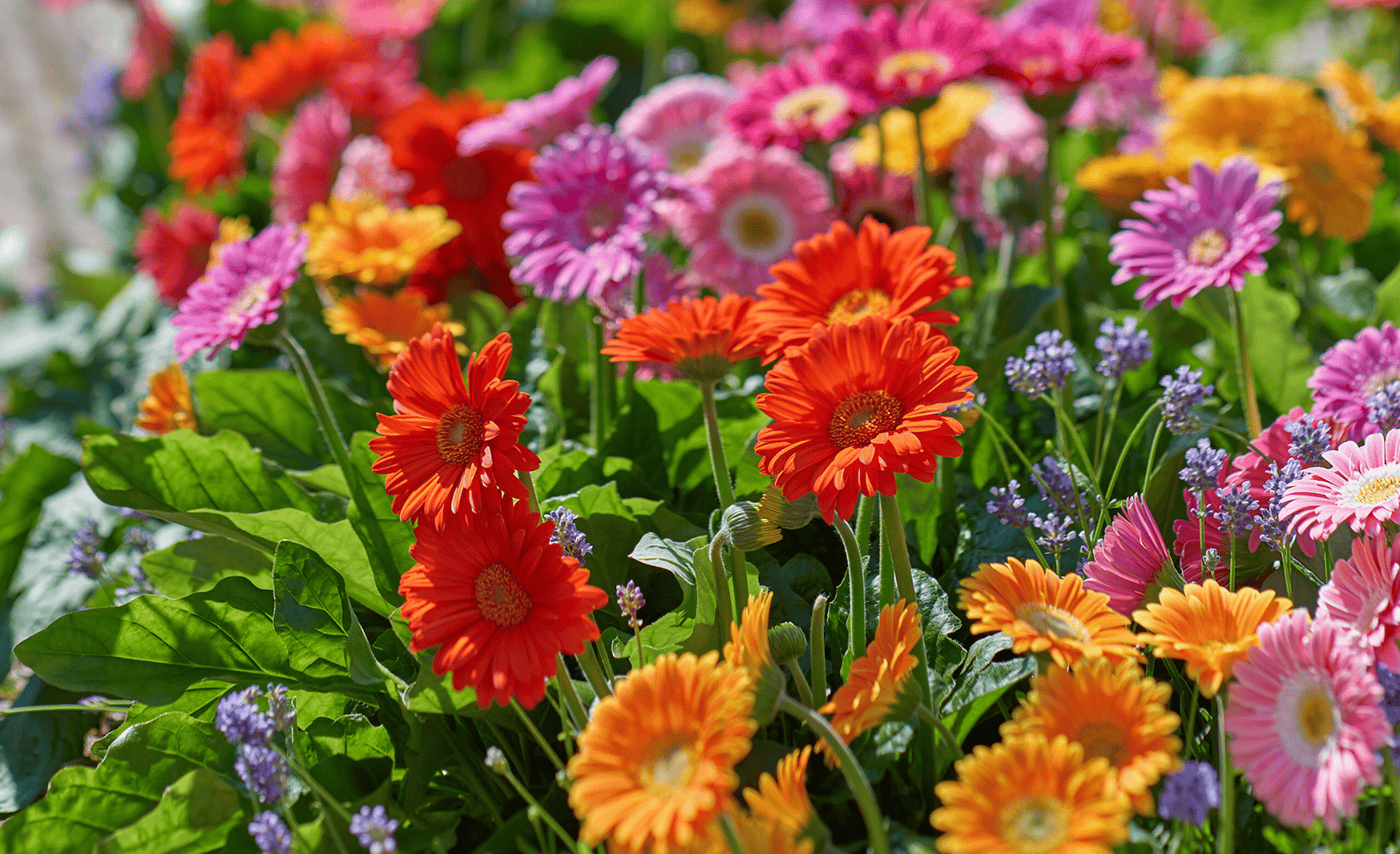 A vibrant mix of Gerbera daisies in full bloom, displaying shades of red, orange, yellow, pink, and lavender. The flowers are set against lush green foliage and interspersed with small purple accent flowers, creating a colorful, cheerful garden scene.