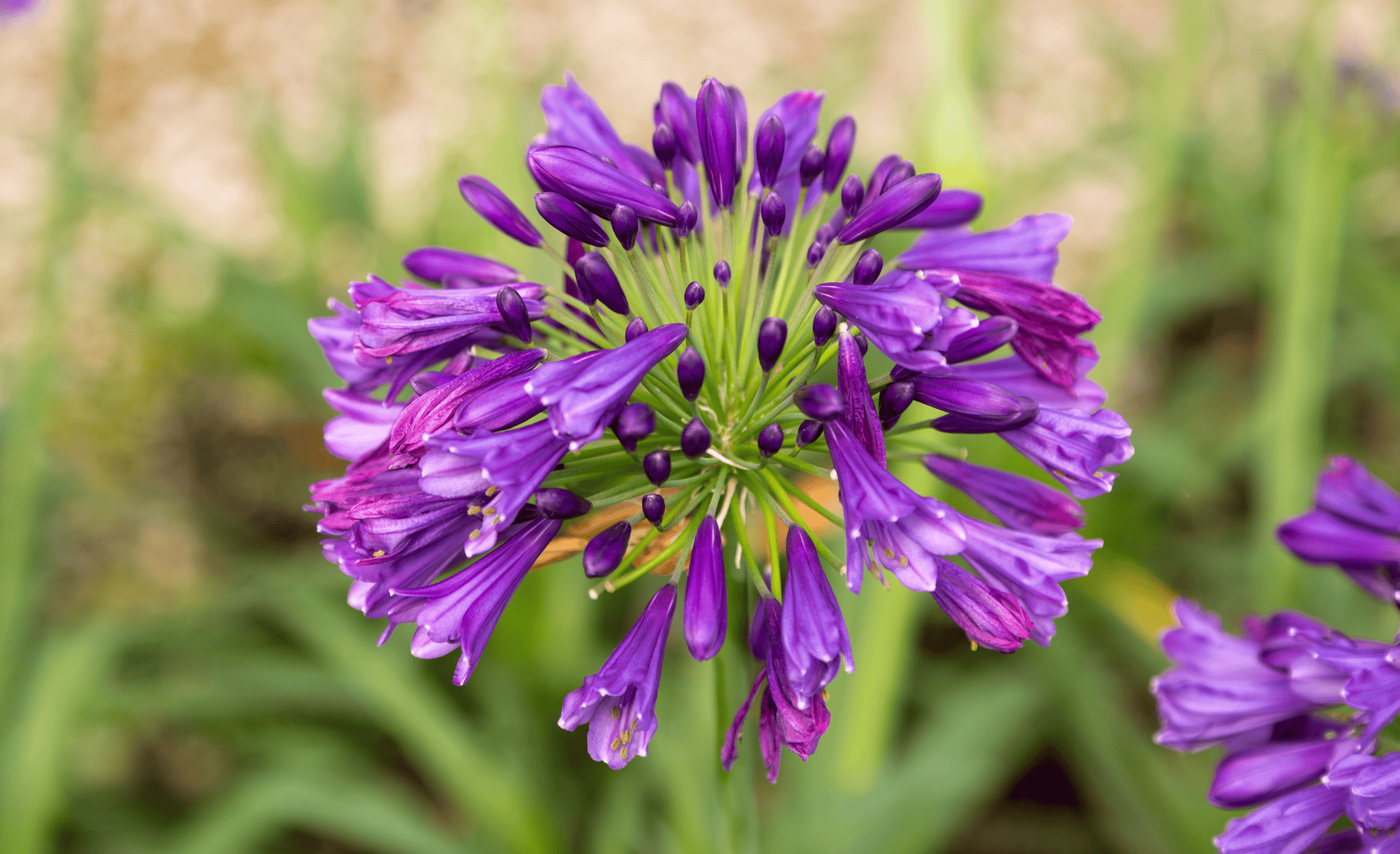 Close-up of a vibrant Agapanthus 'Ever Amethyst' bloom featuring tightly clustered, trumpet-shaped flowers in deep amethyst purple. The spherical flower head stands on a tall green stalk with blurred green foliage and mulch in the background.