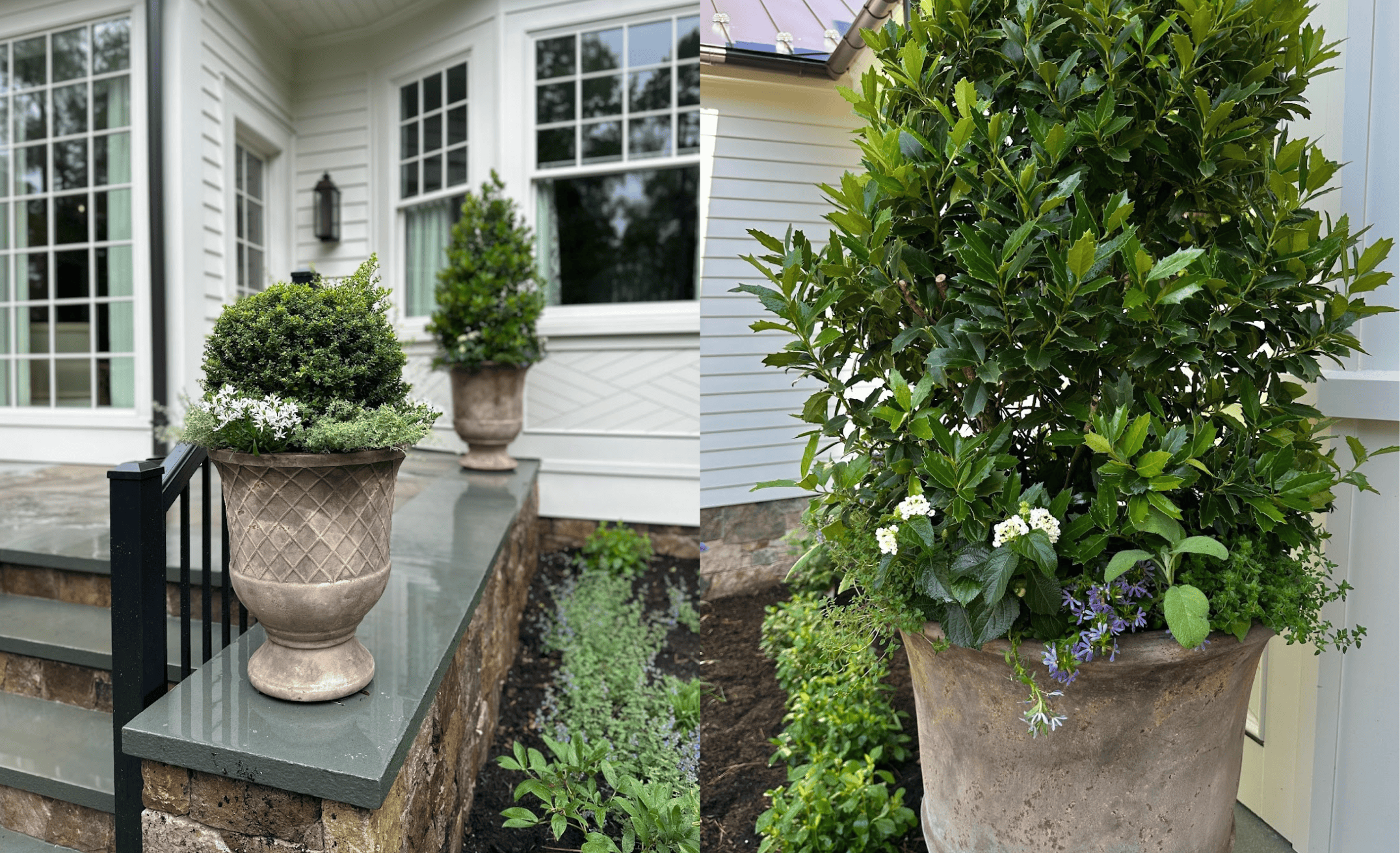 Elegant terra cotta urns on a stone porch, one featuring a pruned Mini Touch™ Holly topiary surrounded by Greek thyme, and the other with a tall Oakland® Holly accented by blooming Little Lucky™ White Lantana, purple scaevola, sage, and thyme.