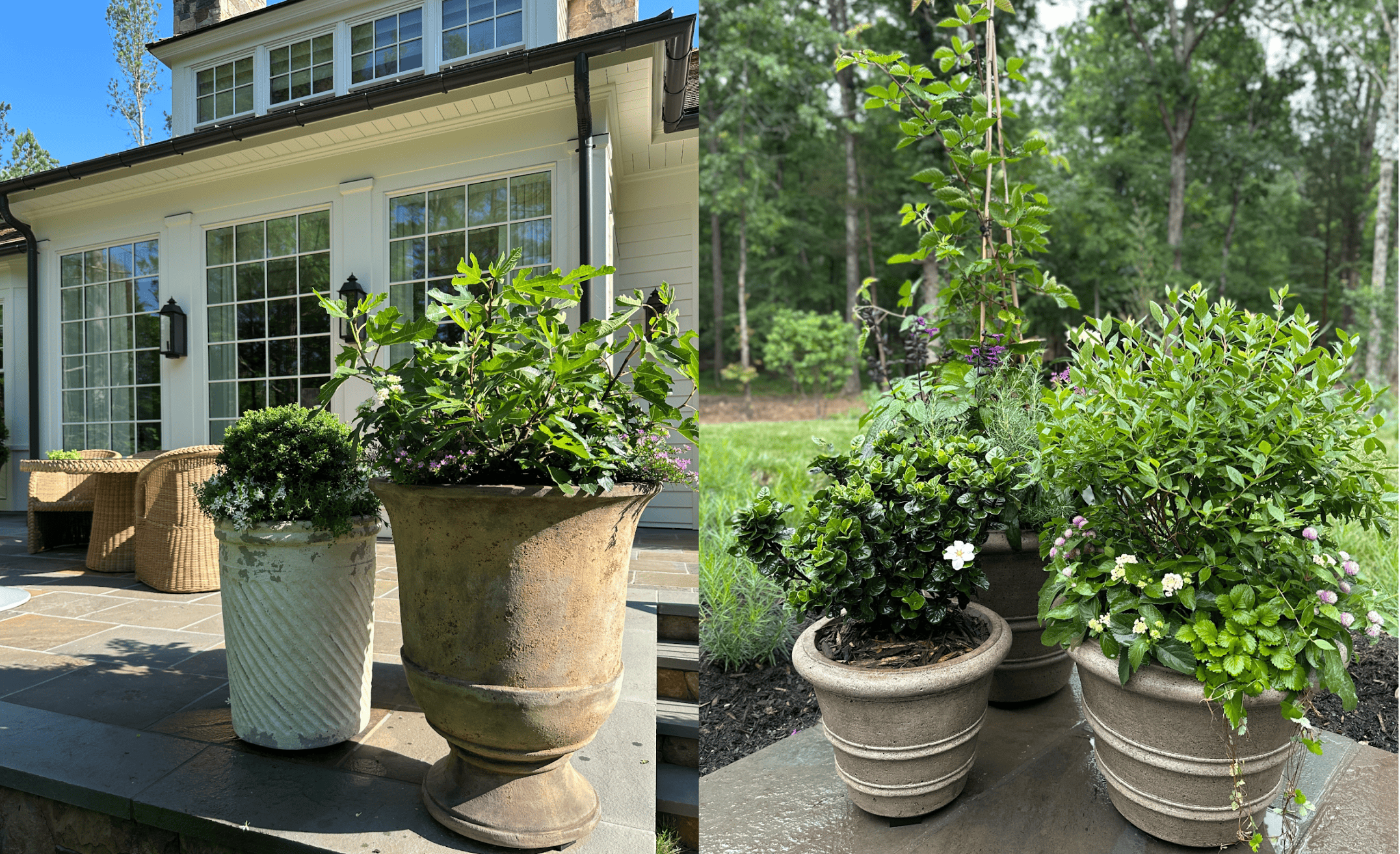 Elegant patio containers featuring DownHome Harvest® Bless Your Heart® Blueberry, Little Miss Figgy® Dwarf Fig, and 'Osage' Thornless Blackberry, paired with Diamond Spire® Gardenia and REALFLOR® 'Real Charmer' Leucanthemum for a beautiful, pollinator-friendly edible garden display.