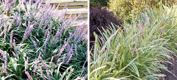 SLPC Covering Ground