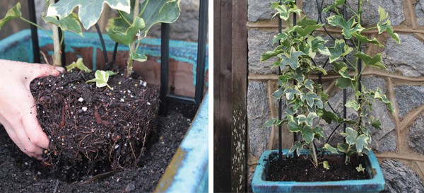 SLPC Easter Container Garden 4