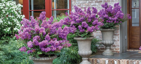 SLPC Gardening for Small Spaces