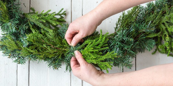 SLPC Garland Cryptomeria