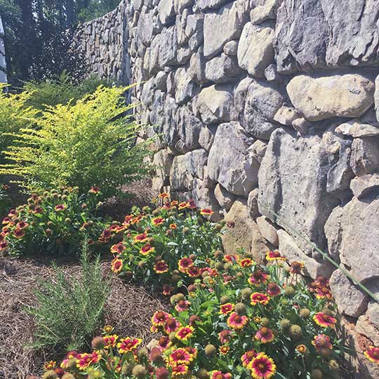 Rock wall in front of Marvel Mahonia and daisies
