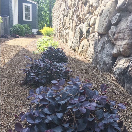 Rock wall in front of purple pixie's