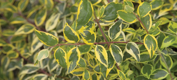 Miss Lemon Abelia video