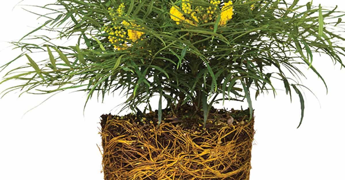 The bright green foliage on habit view of Light Show Bottlebrush from Southern Living Plant Collection