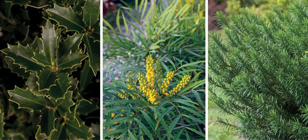 SLPC Shrubs with Style