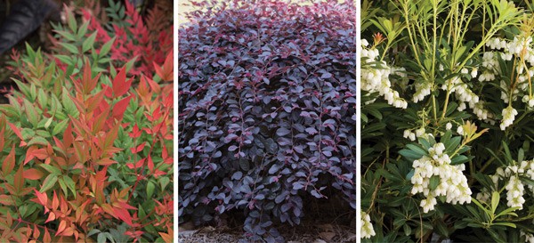 SLPC Shrubs with Style 2