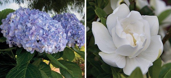 SLPC Shrubs with Style 3