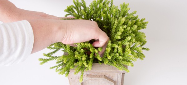 SL Project ThanksgivingCenterpiece 20171031 X21A6049 Step2