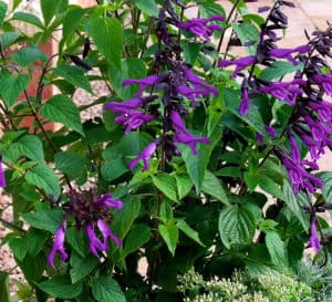 The purple blooms on the dark purple calyxes of Amistad Salvia contrast with its green lush foliage