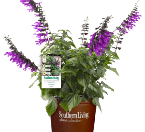 The purple blooms on the dark purple calyxes of Amistad Salvia contrast with its green lush foliage in a brown pot