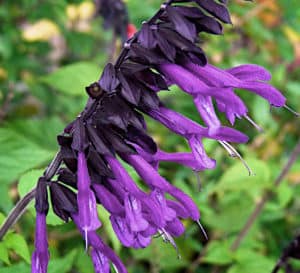 The purple blooms on the dark purple calyxes of Amistad Salvia contrast with its green lush foliage