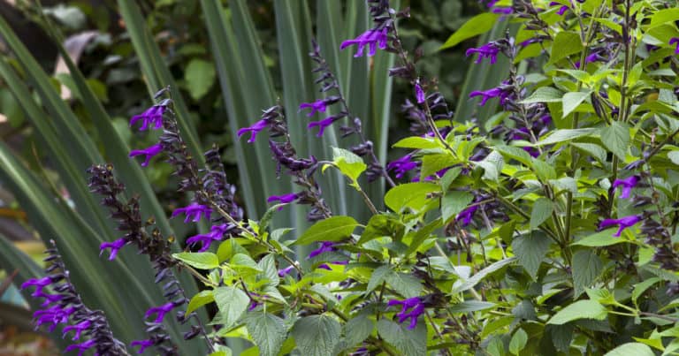 Salvia Amistad in garden