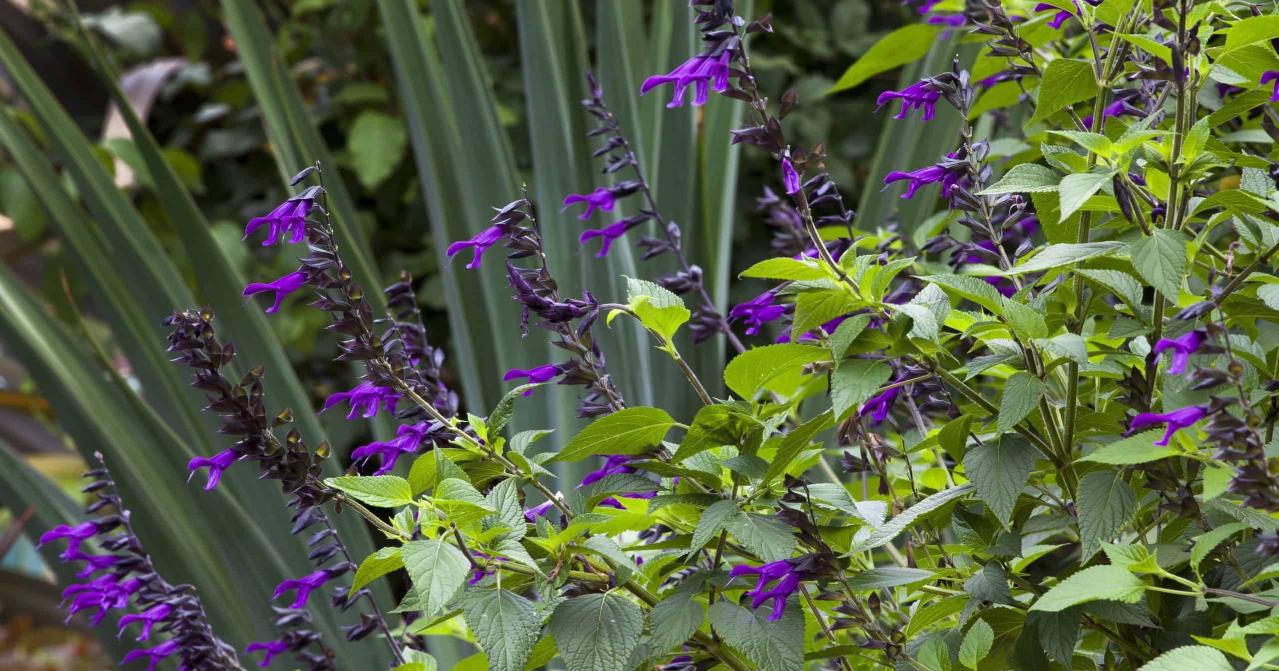 Salvia Amistad in garden