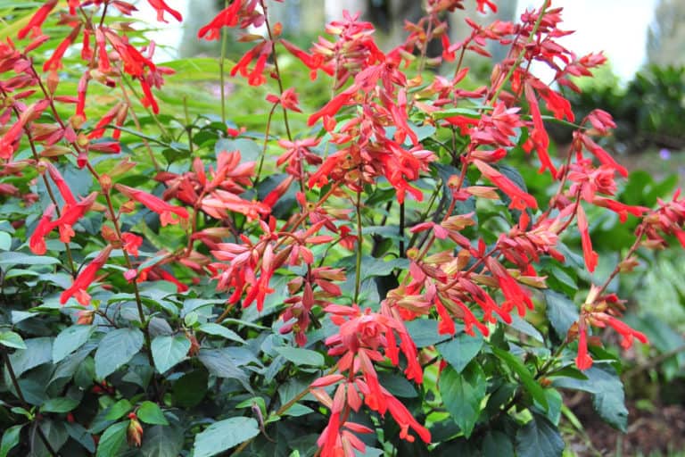 The fiery-red blooms on the red calyxes of Ember's Wish Salvia contrast with its green lush foliage