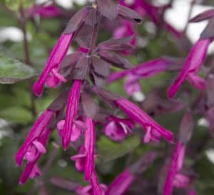 Salvia Love and Wishes blooms are bright in contrast to its medium green, lush and full foliage