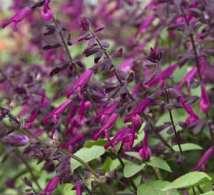 Salvia Love and Wishes blooms are bright in contrast to its medium green, lush and full foliage