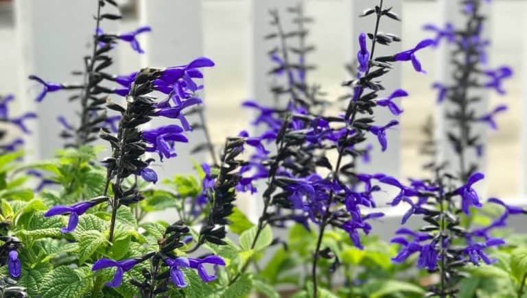 Nectar Blue blooms are purple with dark calyxes on medium green foliage growing along a white picket fence
