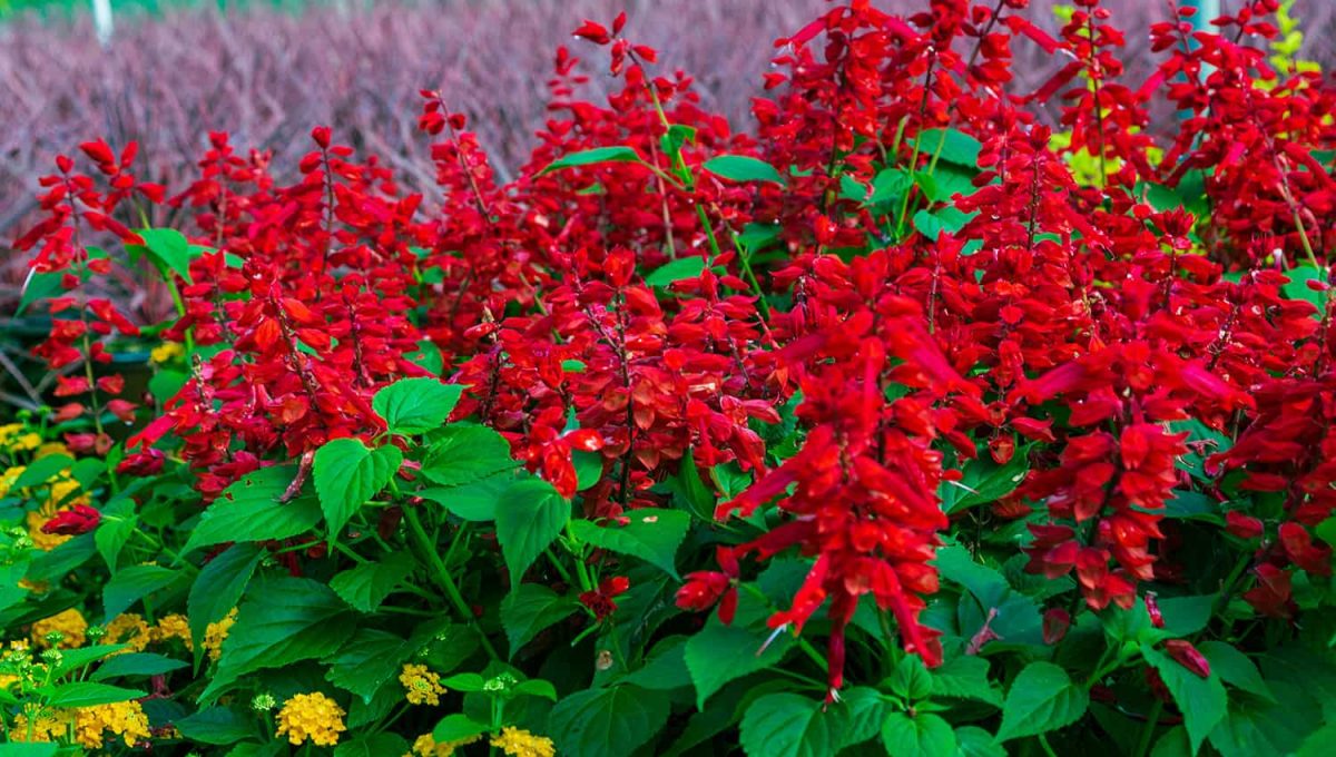 Bright red Salvia blooms rising tall above bright green healthy foliage