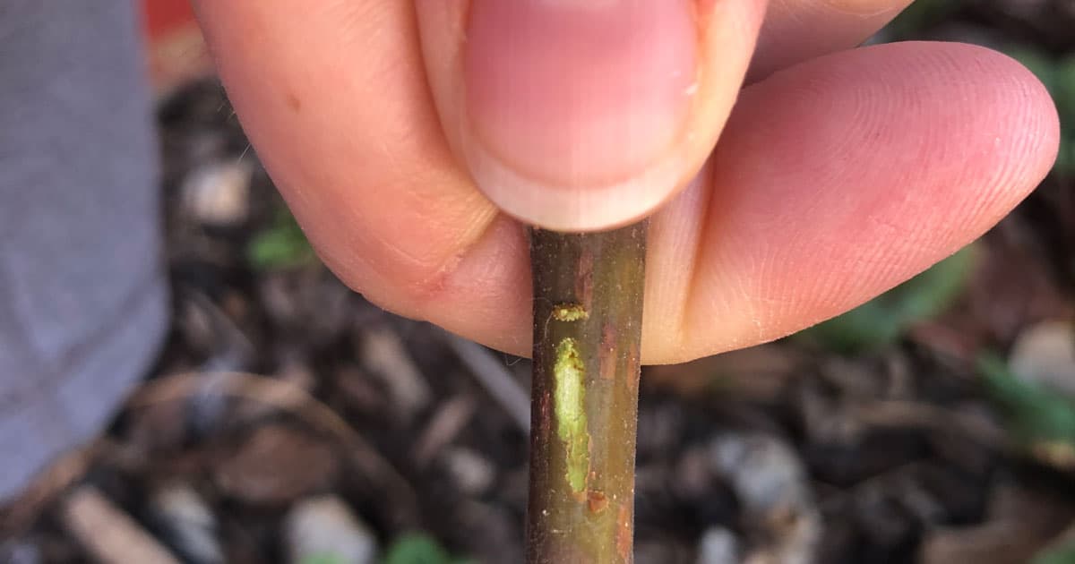 bears large and more prolific fruits spring and fall, dwarf compact habit