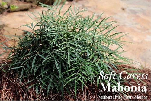 Screen Shot 2015 06 10 at 2.25.55 PM