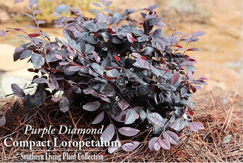 Screen Shot 2015 06 10 at 2.26.48 PM