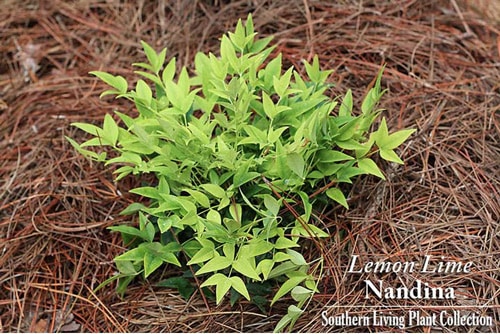 Screen Shot 2015 06 10 at 2.26.57 PM