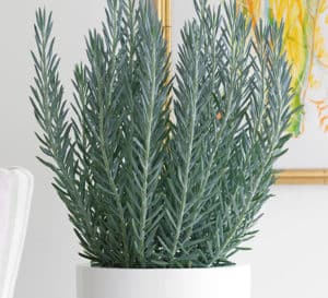 Senecio Skyscraper in white container