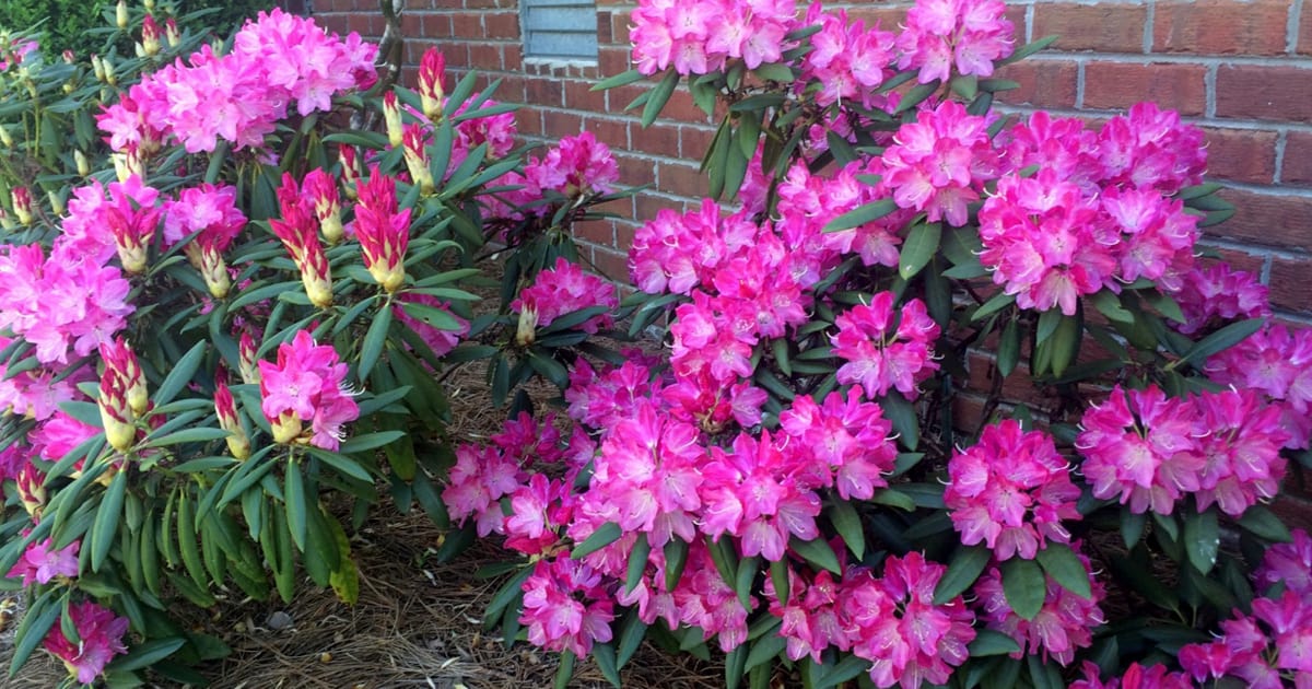 Shady Retreat 1200x630 2