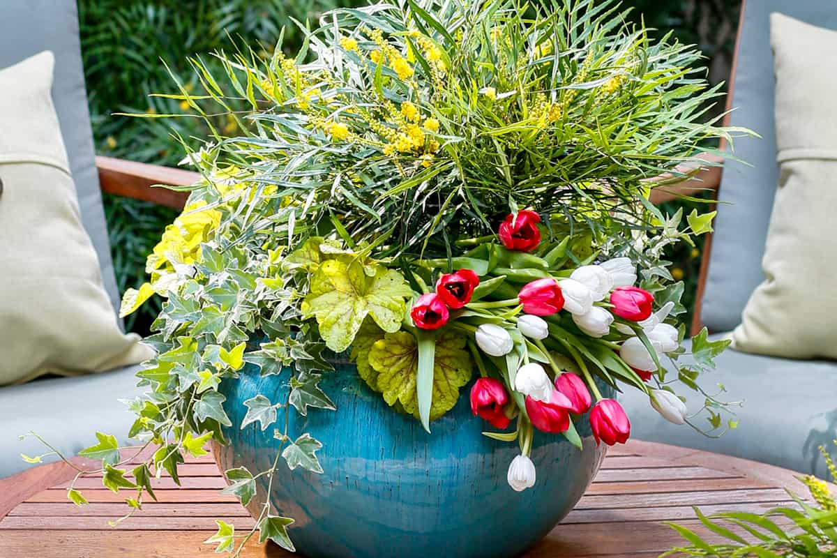 Red and white roses with evergreen background in blue container on brown table