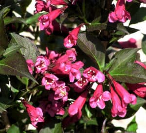 Shining Sensation Weigela