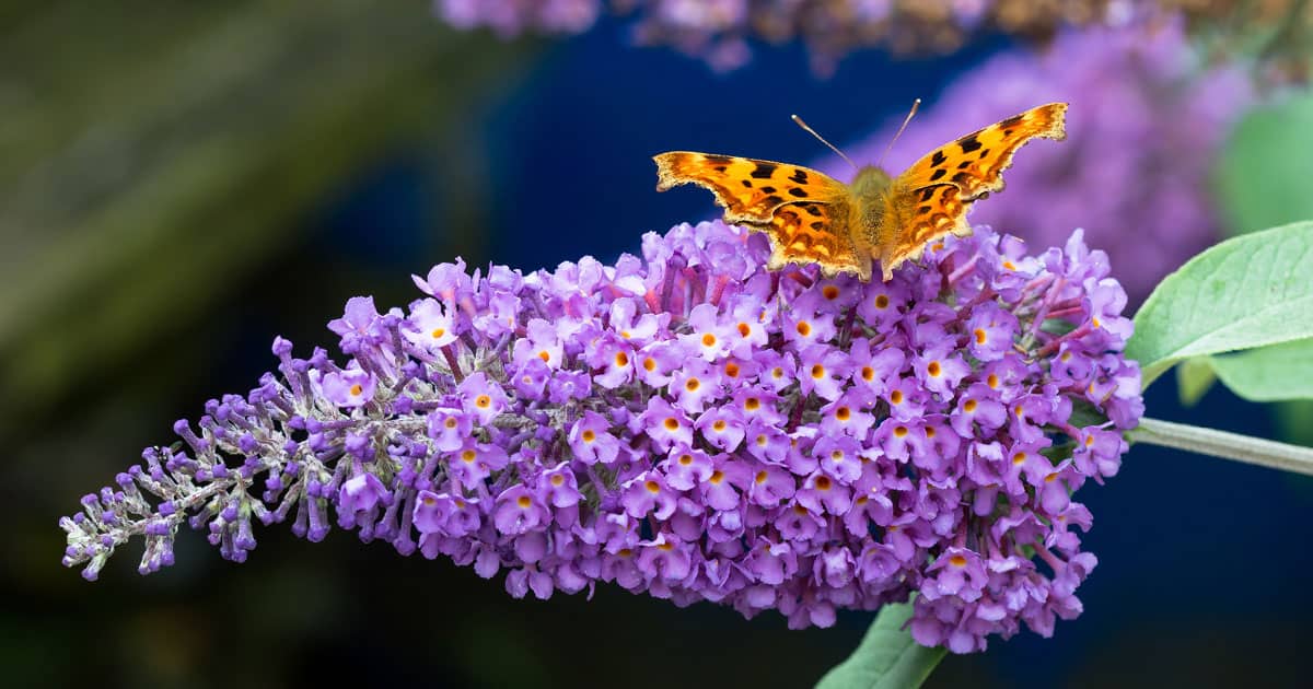 Dark purple flowers on green stems with light green leaves and butterfly