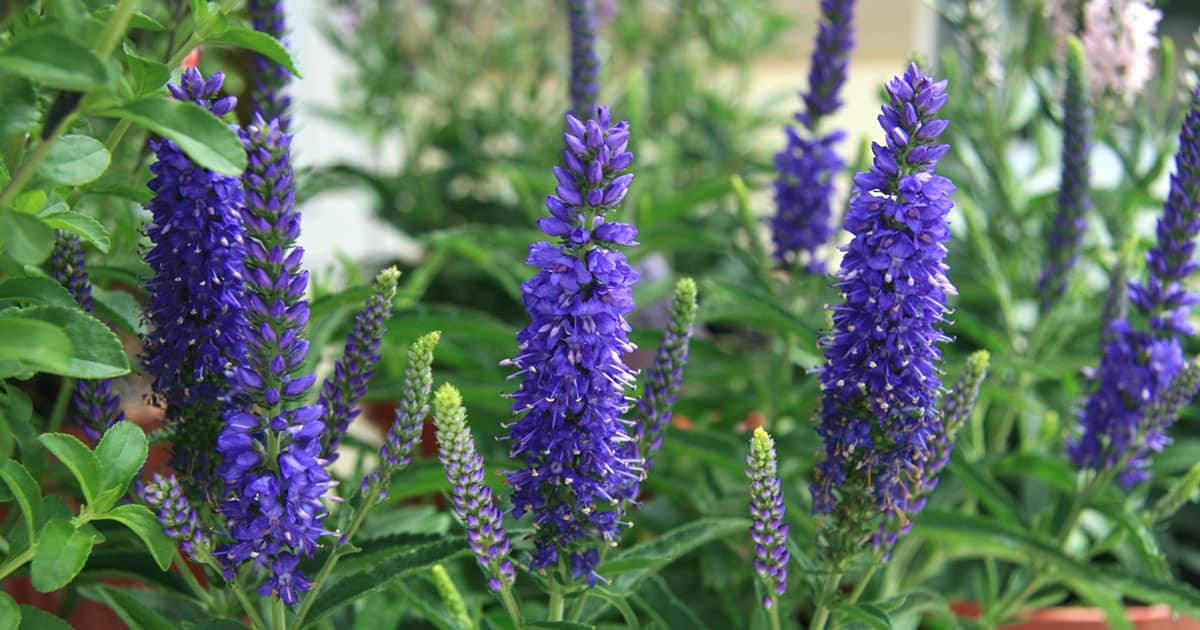 Dark purple flowers on green stems with light green leaves