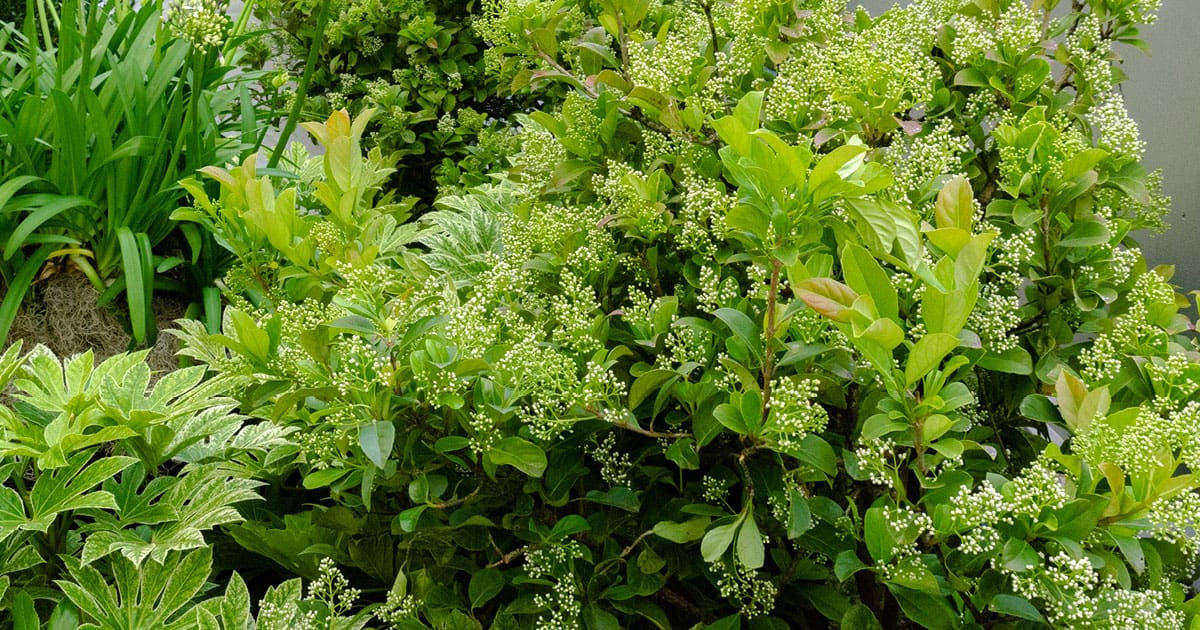 Evergreen shrub with white petite flowers